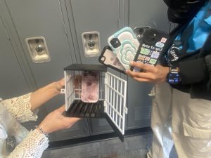 Unplugging the Classroom: The Case for Phone Bans in Schools