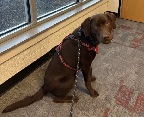 A New Friend at Lake Shore: Tully!